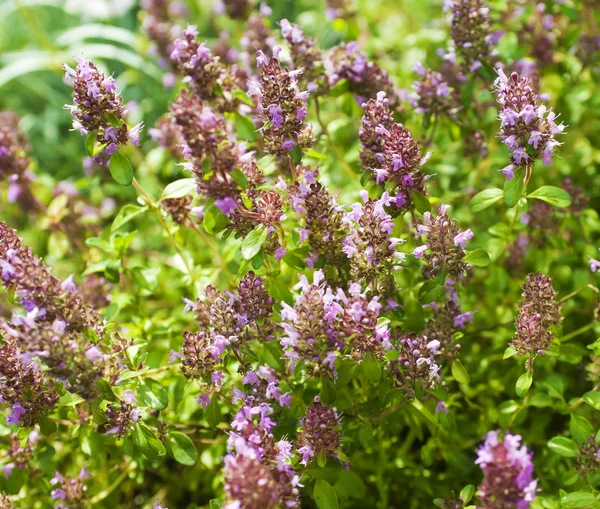 Thymus healing herb — Stock Photo, Image