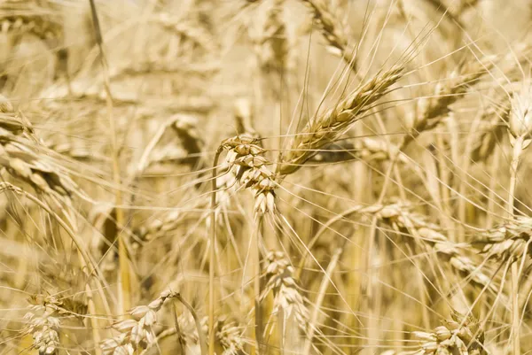 Spikelets of wheat — Stock Photo, Image