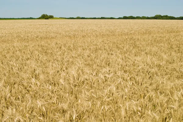 Gold wheat field — Stock Photo, Image