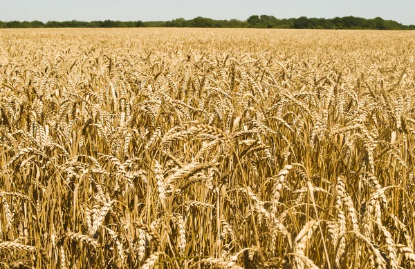 Gold wheat field — Stock Photo, Image