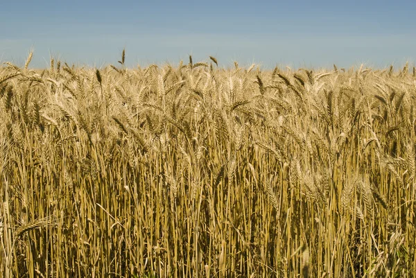 Gold wheat field — Stock Photo, Image