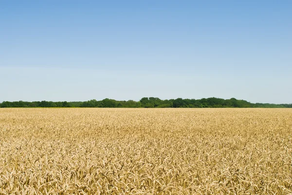 Gold wheat field — Stock Photo, Image