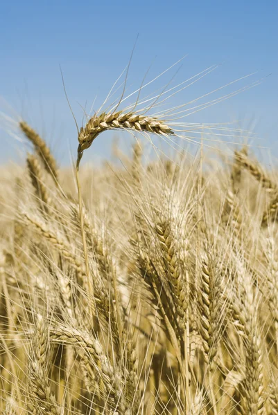 Gold wheat field — Stock Photo, Image