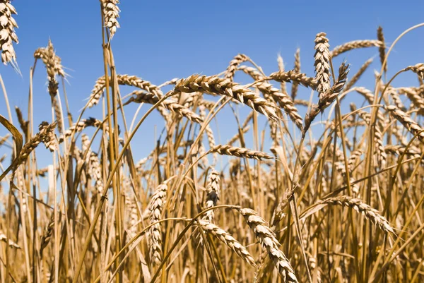 Guld vete fält — Stockfoto