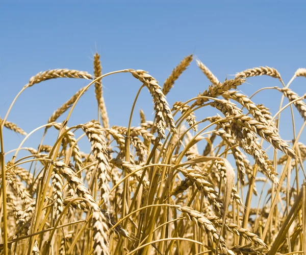 Gold wheat field — Stock Photo, Image