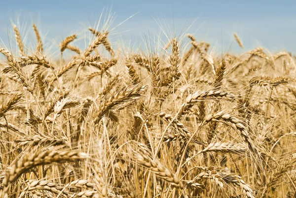 Gold wheat field — Stock Photo, Image