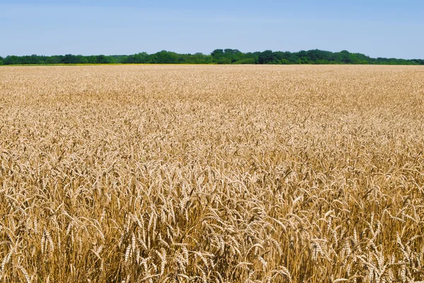 Gold wheat field — Stock Photo, Image