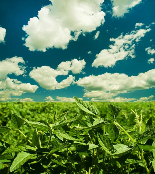 Soybean Field — Stock Photo, Image