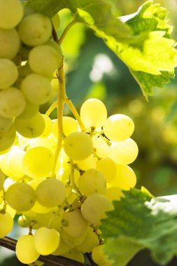 birkaç demet olgun üzüm asma (seçici odak üstünde)