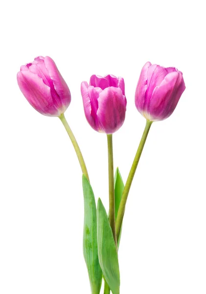 Purple Tulips Isolated White Background — Stock Photo, Image