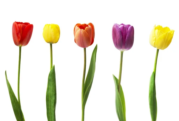 Set Van Vijf Verschillende Kleuren Tulpen Geïsoleerd Witte Achtergrond — Stockfoto