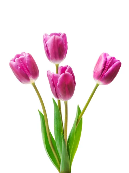 Paarse Tulpen Geïsoleerd Witte Achtergrond — Stockfoto