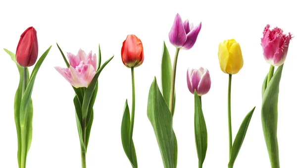 Set Seven Different Tulip Flowers Isolated White Background — Stock Photo, Image
