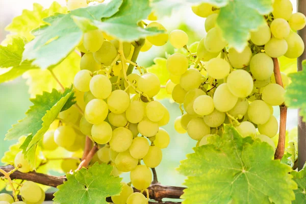 Verschillende Trossen Van Rijpe Druiven Wijnstok Selectieve Aandacht — Stockfoto