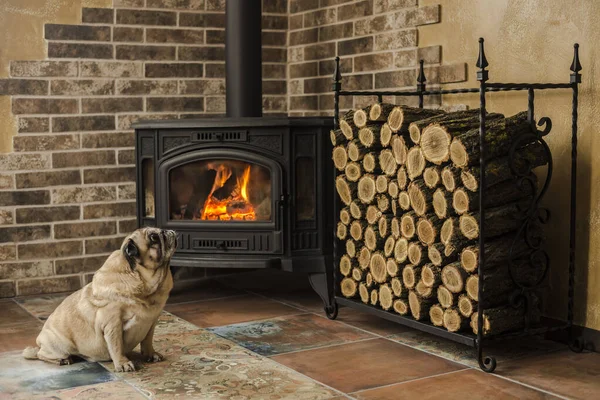 Pug Dog Sitting Fireplace House — Stock Photo, Image