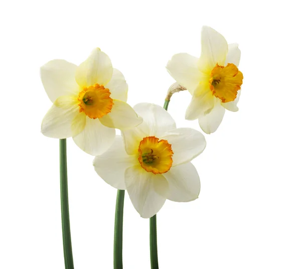 Schöne Frische Narzissenblüten Isoliert Auf Weißem Hintergrund Selektiver Fokus — Stockfoto