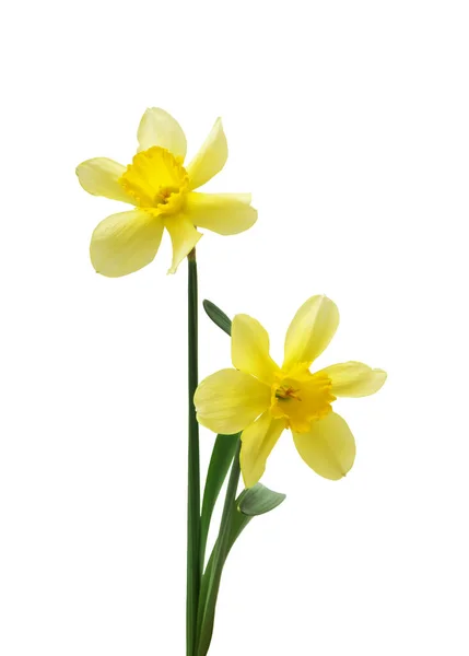 Bordo Floreale Primaverile Bellissimi Narcisi Freschi Fiori Isolati Sfondo Bianco — Foto Stock