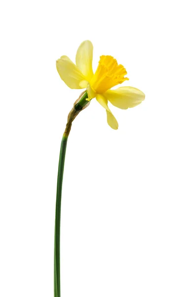 Beautiful Fresh Daffodils Flowers Isolated White Background — Stock Photo, Image