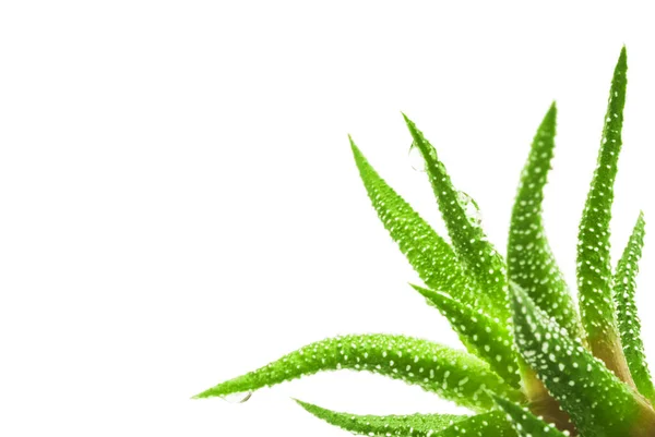 Foglie Verdi Pianta Aloe Con Gocce Acqua Primo Piano Focus — Foto Stock