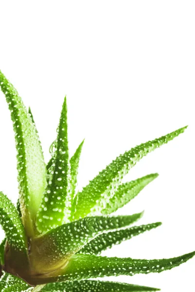 Green Leaves Aloe Plant Water Drops Closeup Selective Focus — Stock Photo, Image