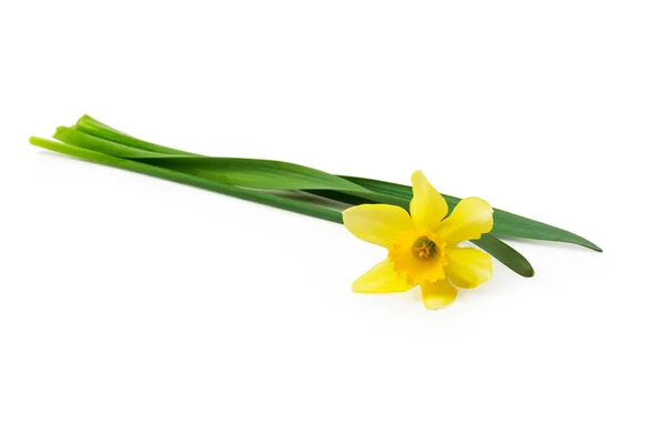 Lente Bloemen Grens Mooie Verse Narcissen Bloemen Geïsoleerd Witte Achtergrond — Stockfoto