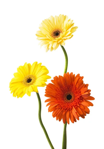 Beyaz Arka Plan Üzerinde Izole Gerbera Buketi Çiçek — Stok fotoğraf