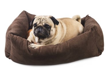 Beyazların izole ettiği köpekler için yatakta duygusal bir pug. Evcil hayvan için rahatlık.