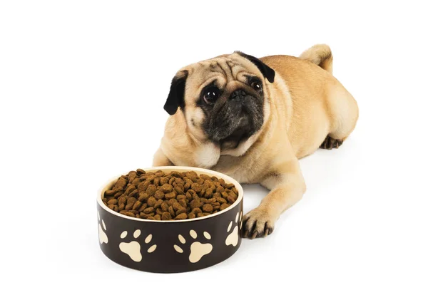 Głodny Pies Mops Jedzeniem Gotowym Spożycia — Zdjęcie stockowe