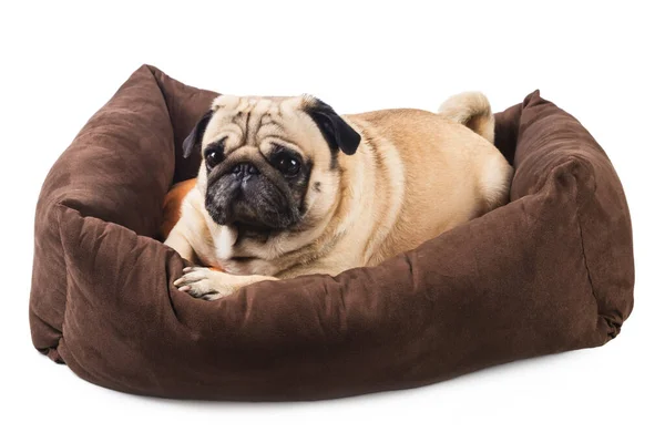 Emotionele Pug Een Bed Voor Honden Geïsoleerd Wit Comfort Voor — Stockfoto