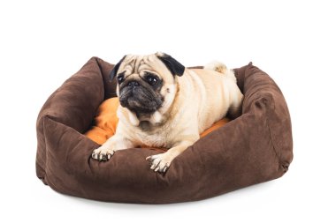 Beyazların izole ettiği köpekler için yatakta duygusal bir pug. Evcil hayvan için rahatlık.