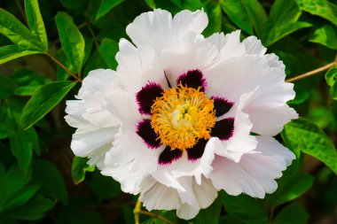 Çiçekli beyaz şakayık yakın plan. Çiçek arka planı.