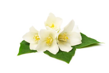 Beyaz arkaplanda yaprakları olan yasemin çiçekleri