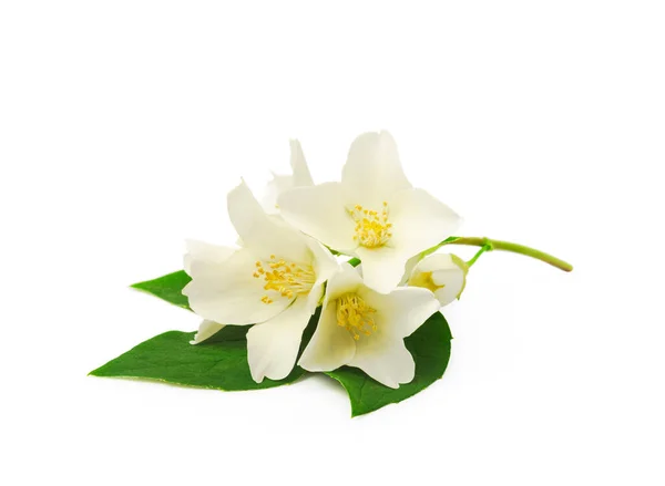 Jasmijn Bloemen Met Bladeren Geïsoleerd Witte Achtergrond — Stockfoto