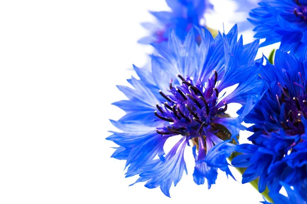 Boeket Van Blauwe Korenbloemen Geïsoleerd Een Witte Achtergrond Selectieve Aandacht — Stockfoto