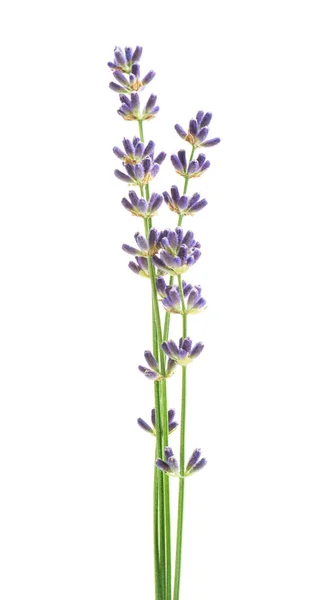 Flores Lavanda Aisladas Sobre Fondo Blanco — Foto de Stock