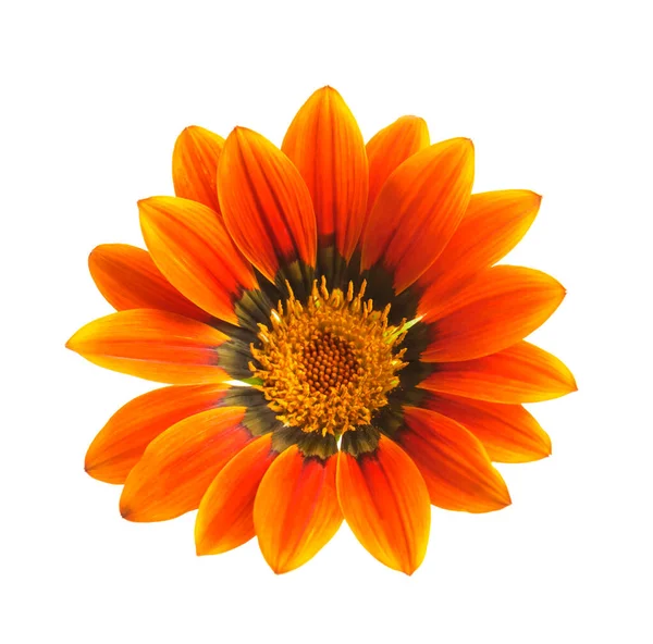 Gazania Gialla Fiore Del Tesoro Piena Fioritura Isolato Sfondo Bianco — Foto Stock