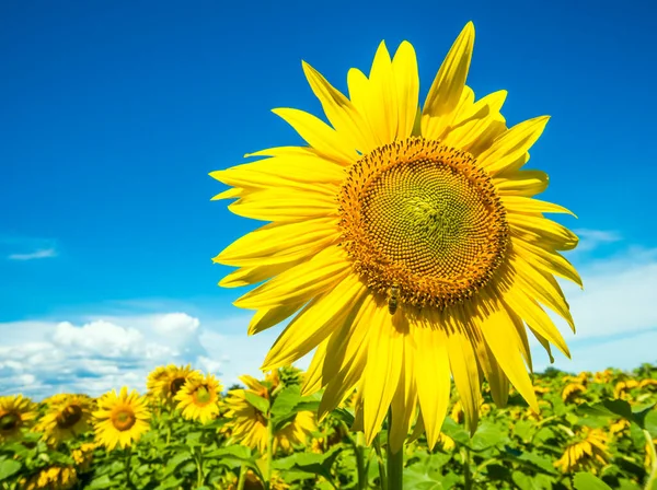 Nice Summer Sunflowers Agricultural Field Ukraine — Stock Photo, Image