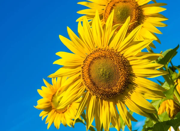 Bei Girasoli Sul Campo Fama Rurale Sotto Cielo Blu — Foto Stock