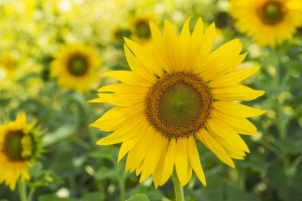 Sunflower Natural Background Blooming Sunflower — ストック写真