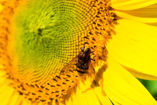 Sunflower Honey Bee Selective Focus — Stock Photo, Image