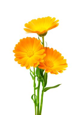 Calendula. Beyaz yapraklı kadife çiçekleri