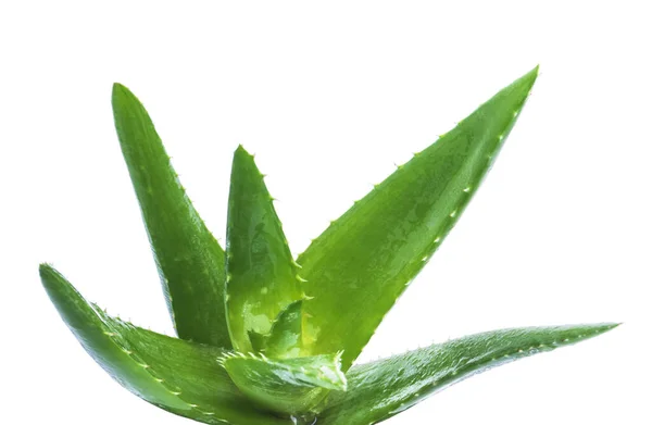 Gröna Blad Aloe Växt Med Vatten Droppar Isolerad Vit Bakgrund — Stockfoto