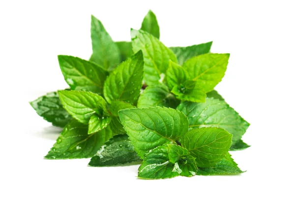 Hojas Menta Verde Fresca Con Gotas Agua Sobre Fondo Blanco — Foto de Stock