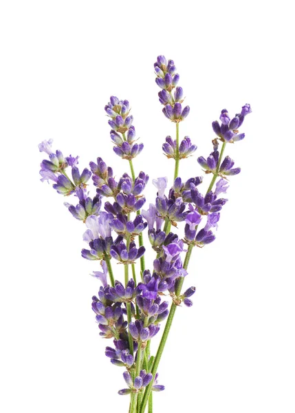 Flores Lavanda Aisladas Sobre Fondo Blanco — Foto de Stock