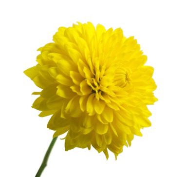 Beyaz üzerine izole edilmiş sarı kasımpatı çiçekleri. Seçici odak