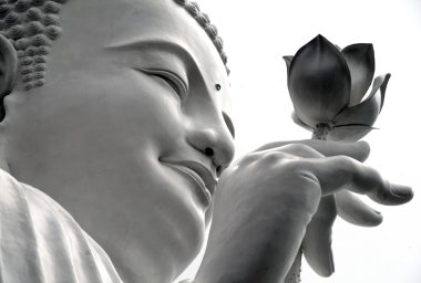 lotus beyaz buddha