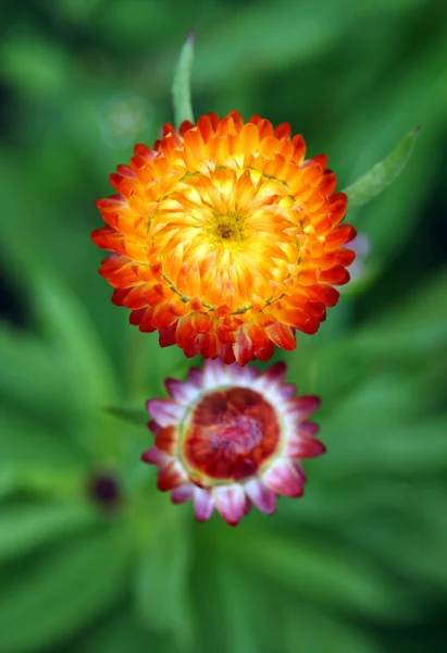 Orangefarbene Blumen auf grünem Hintergrund — Stockfoto