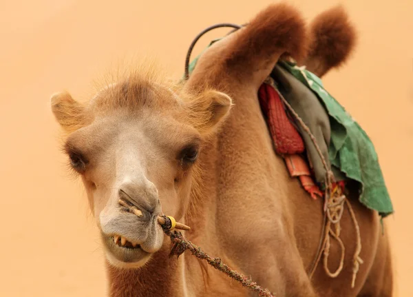 Camel on a background of sand — Stockfoto