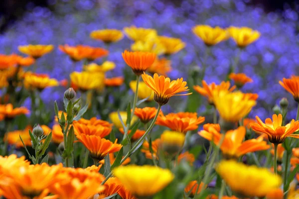 Jardín de flores —  Fotos de Stock