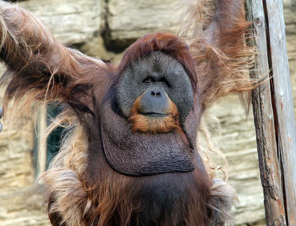 Manliga orangutang — Stockfoto